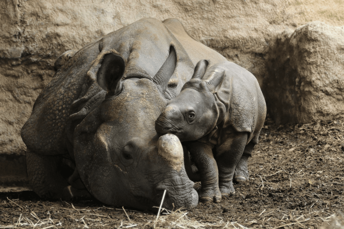 World Rhino Day at the Toronto Zoo